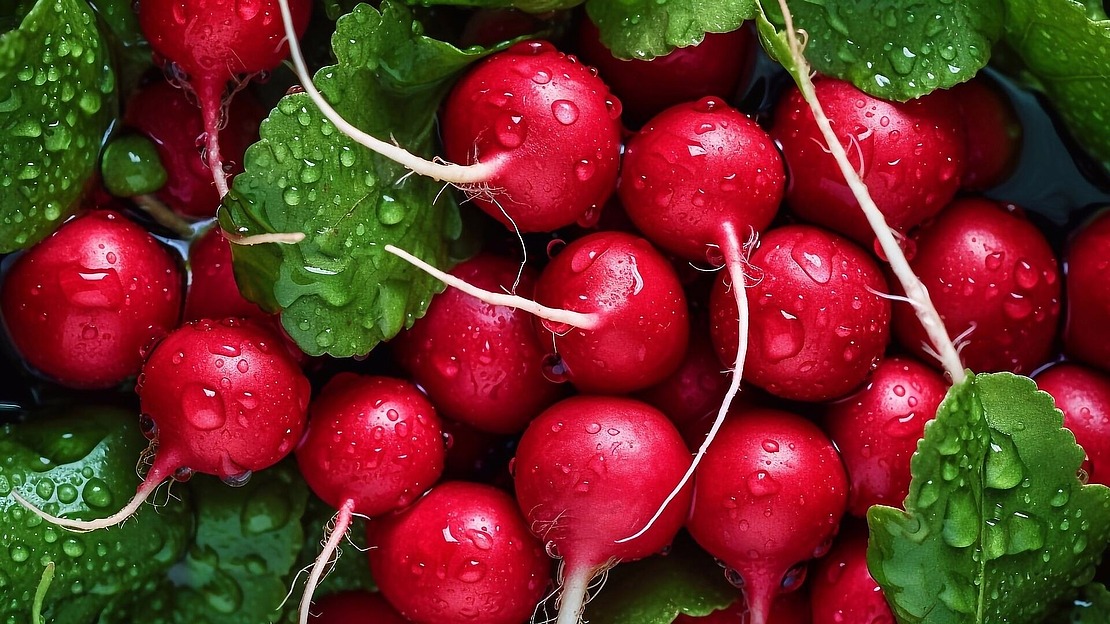 Eine Nahaufnahme von frischen, leuchtend roten Radieschen mit grünen Blättern, die mit Wassertropfen bedeckt sind, was für ein glänzendes und erfrischendes Aussehen sorgt.