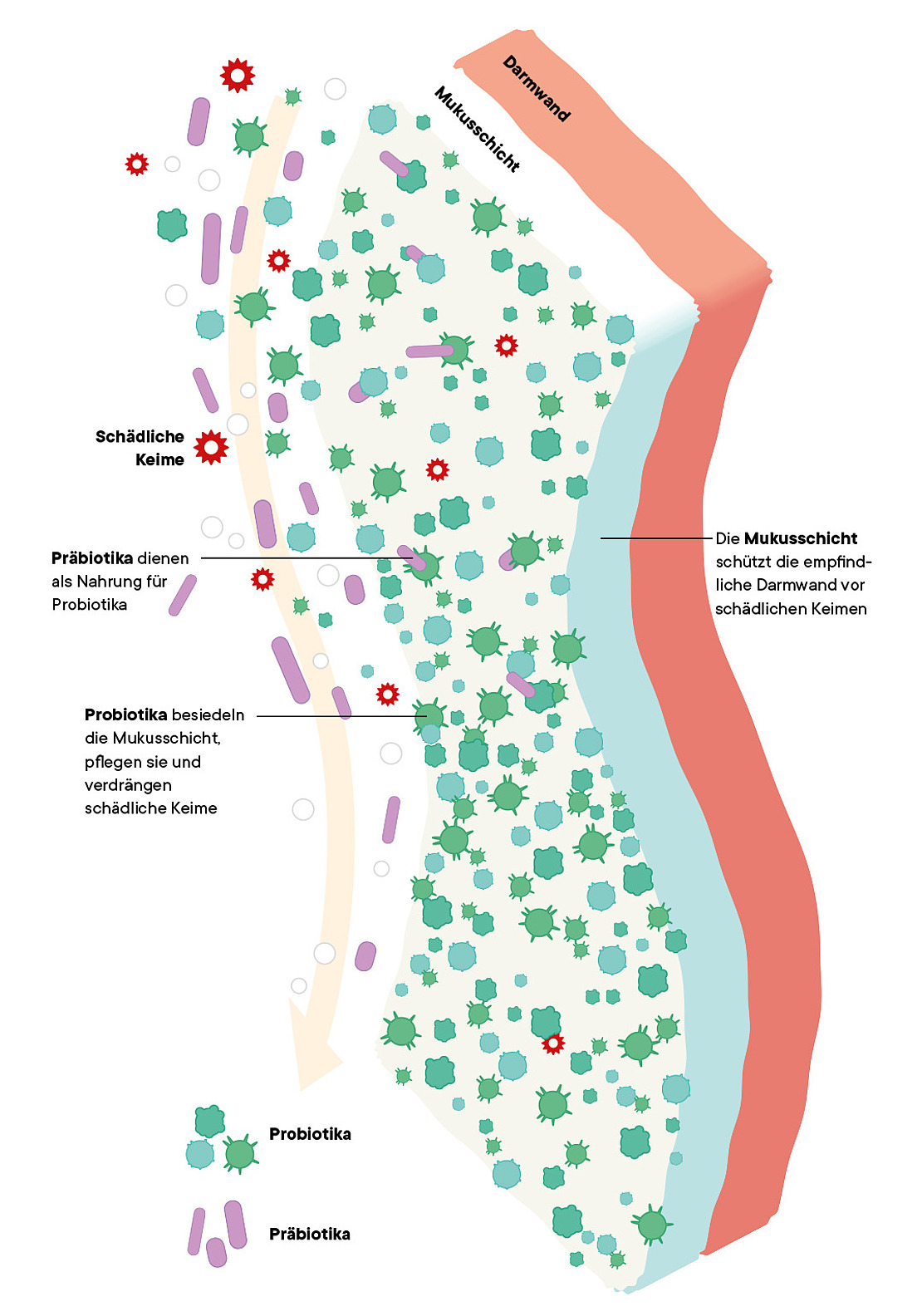 Das Diagramm zeigt einen Querschnitt durch die Darmwand mit Beschriftungen für die Schleimschicht, schädliche Keime, Präbiotika und Probiotika. Präbiotika ernähren Probiotika, die die Schleimschicht vor schädlichen Keimen schützen und erhalten.