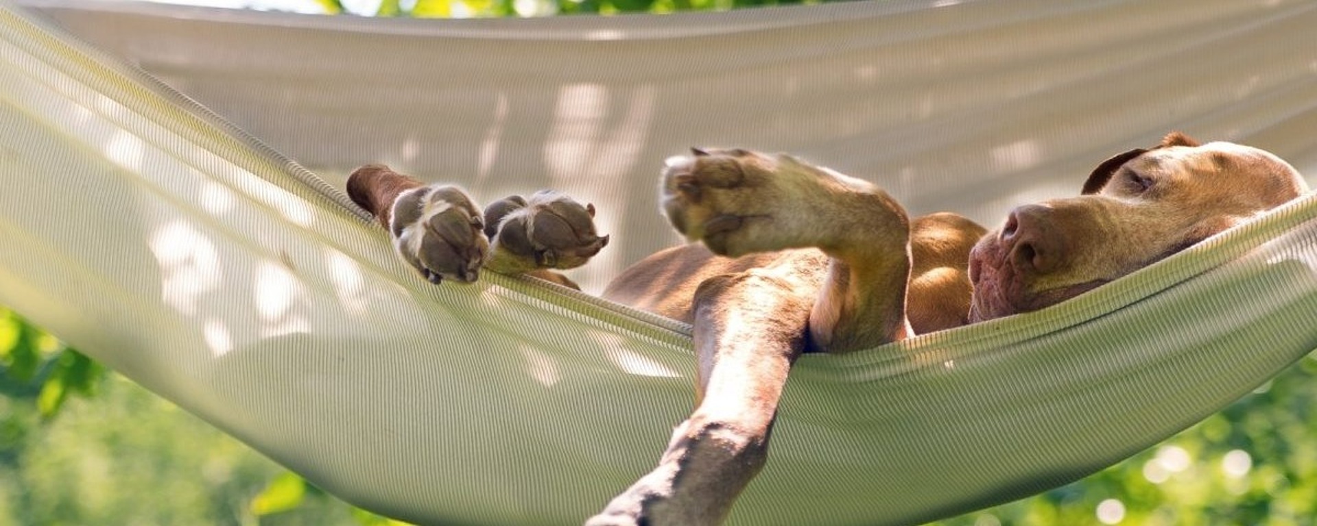 Ein brauner Hund liegt auf dem Rücken, entspannt in einer hellen Hängematte im Freien mit grünem Gras und belaubten Bäumen im Hintergrund und genießt einen sonnigen Tag.