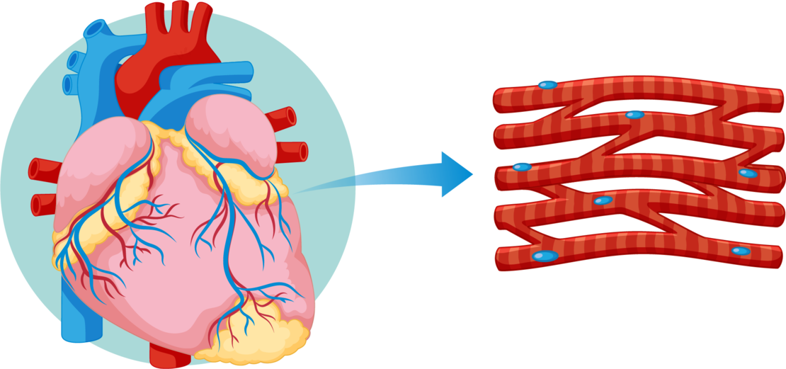 Abbildung eines menschlichen Herzens mit einem Pfeil, der auf eine Nahaufnahme der quergestreiften Herzmuskelfasern zeigt, um die Beziehung zwischen dem Herzen und seinem Muskelgewebe zu verdeutlichen.