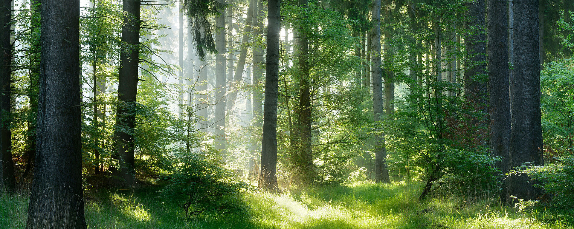 Sonnenlicht fällt durch hohe, dichte Bäume in einem üppig grünen Wald und wirft gesprenkeltes Licht und Schatten auf den grasbewachsenen Waldboden. Die Szene wirkt ruhig und lebendig mit üppigem Laub.