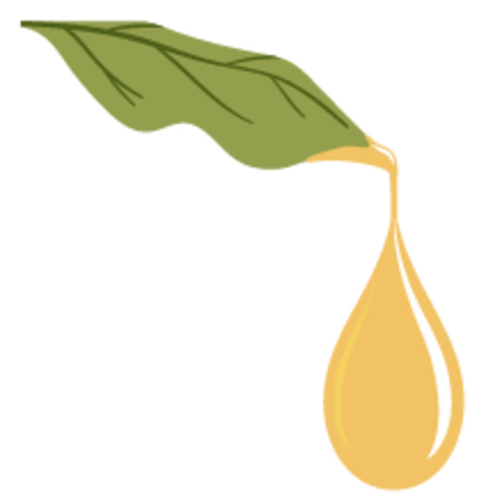 Ein grünes Blatt mit einem großen goldgelben Öltropfen an der Spitze auf einem hellen Hintergrund.