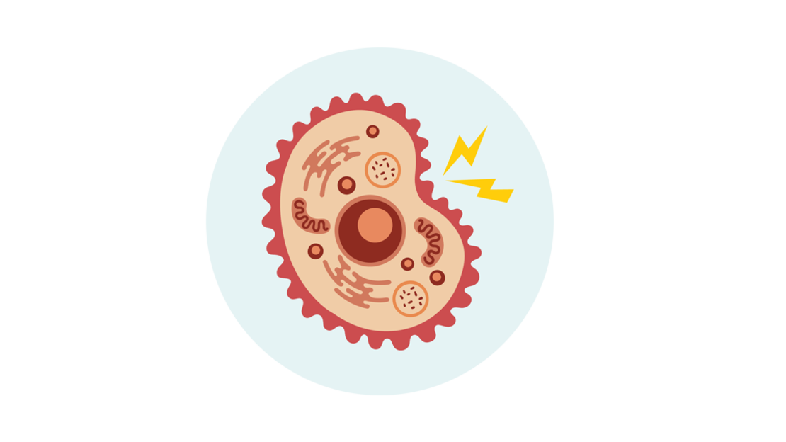 Illustration einer tierischen Zelle mit sichtbaren Organellen, wie dem Zellkern, den Mitochondrien und dem Golgi-Apparat, mit einem gelben Blitzsymbol, das Energie oder Aktivität anzeigt.