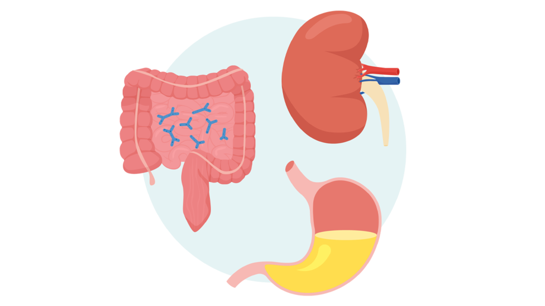 Illustration der menschlichen Verdauungsorgane, einschließlich des Darms mit blauen Bakterien, einer Niere mit angeschlossenen Blutgefäßen und eines teilweise mit gelber Flüssigkeit gefüllten Magens.