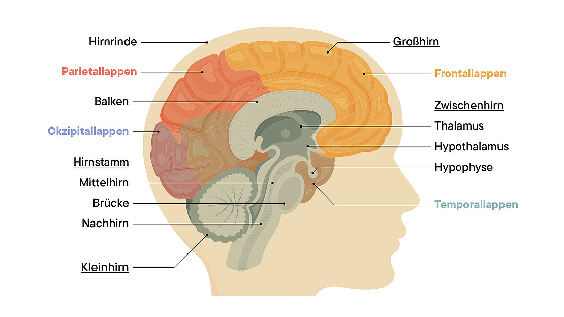 Illustration des Querschnitts durch ein menschliches Gehirn mit Benennung der Hirnarreale