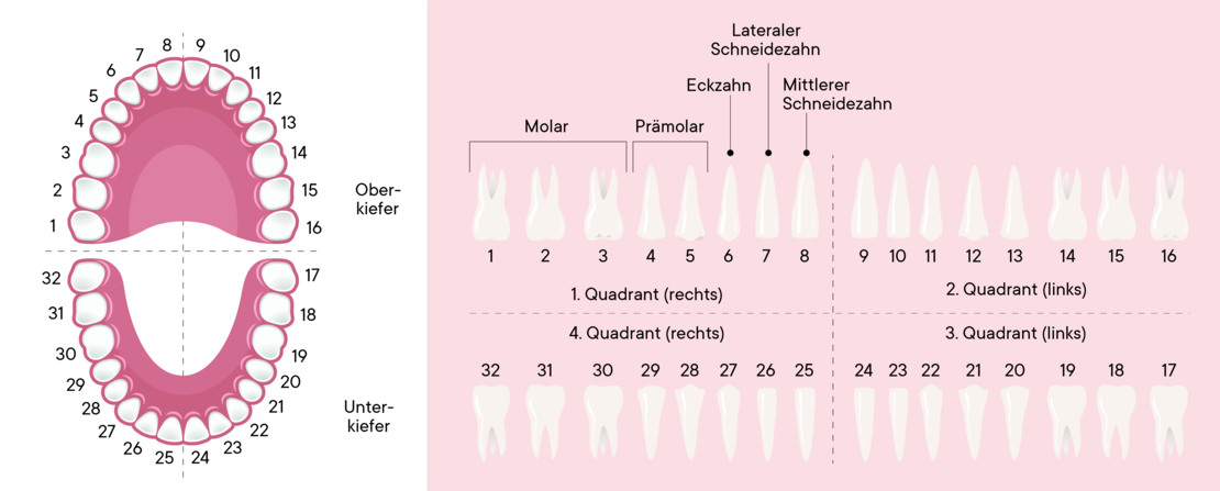 Diagramm der menschlichen Zähne mit nummerierten Zähnen im Ober- und Unterkiefer, mit Beschriftungen für Zahntypen (Backenzahn, Prämolar, Eckzahn, seitlicher und zentraler Schneidezahn) und Quadranten zur Identifizierung der Zähne.