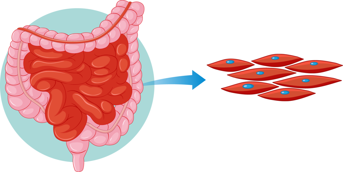 Illustration eines menschlichen Verdauungstrakts mit einem Pfeil, der auf mehrere rote, längliche Zellen mit blauen Kernen zeigt, die eine Verbindung zwischen dem Darm und einzelnen Zellen darstellen.