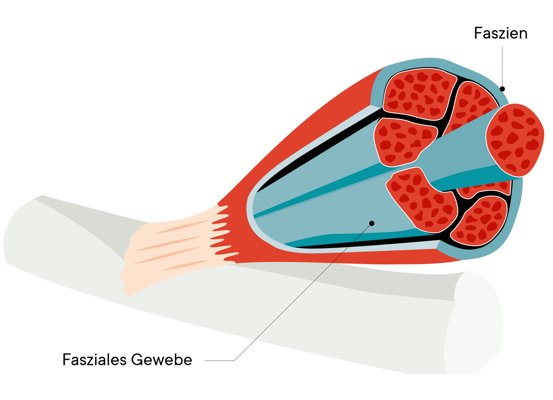 Schema eines Muskelquerschnitts mit zu Bündeln zusammengefassten Muskelfasern, die von Fasziengewebe umgeben sind, mit den Bezeichnungen "Faszien" und "Fasziales Gewebe" auf Deutsch.