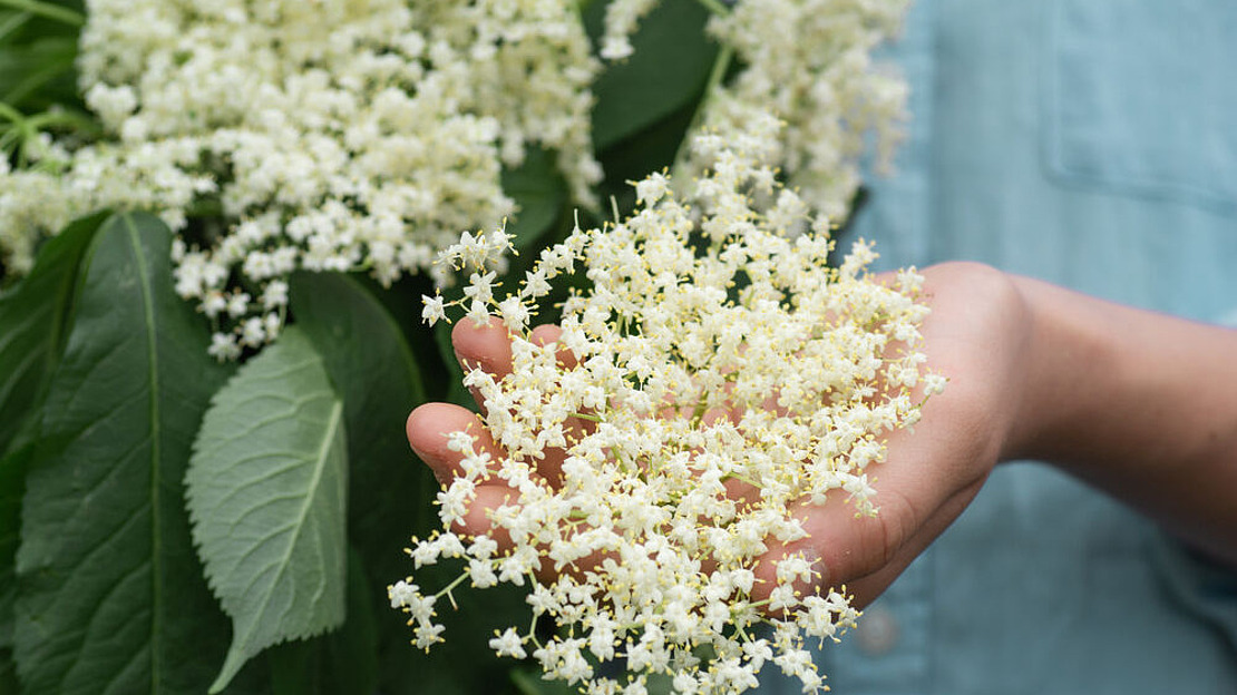 Holunderblüten