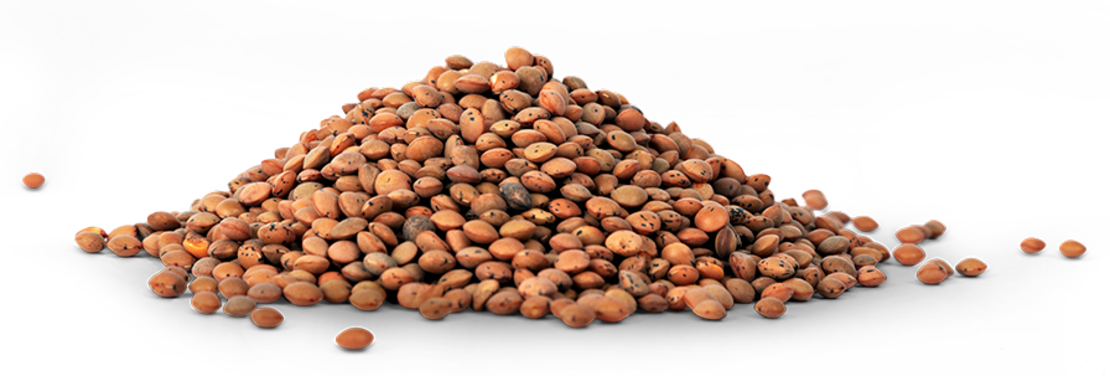 Ein Haufen kleiner, runder, brauner Samen wird auf weißem Hintergrund dargestellt, wobei einige Samen um den Haupthaufen herum verstreut sind.