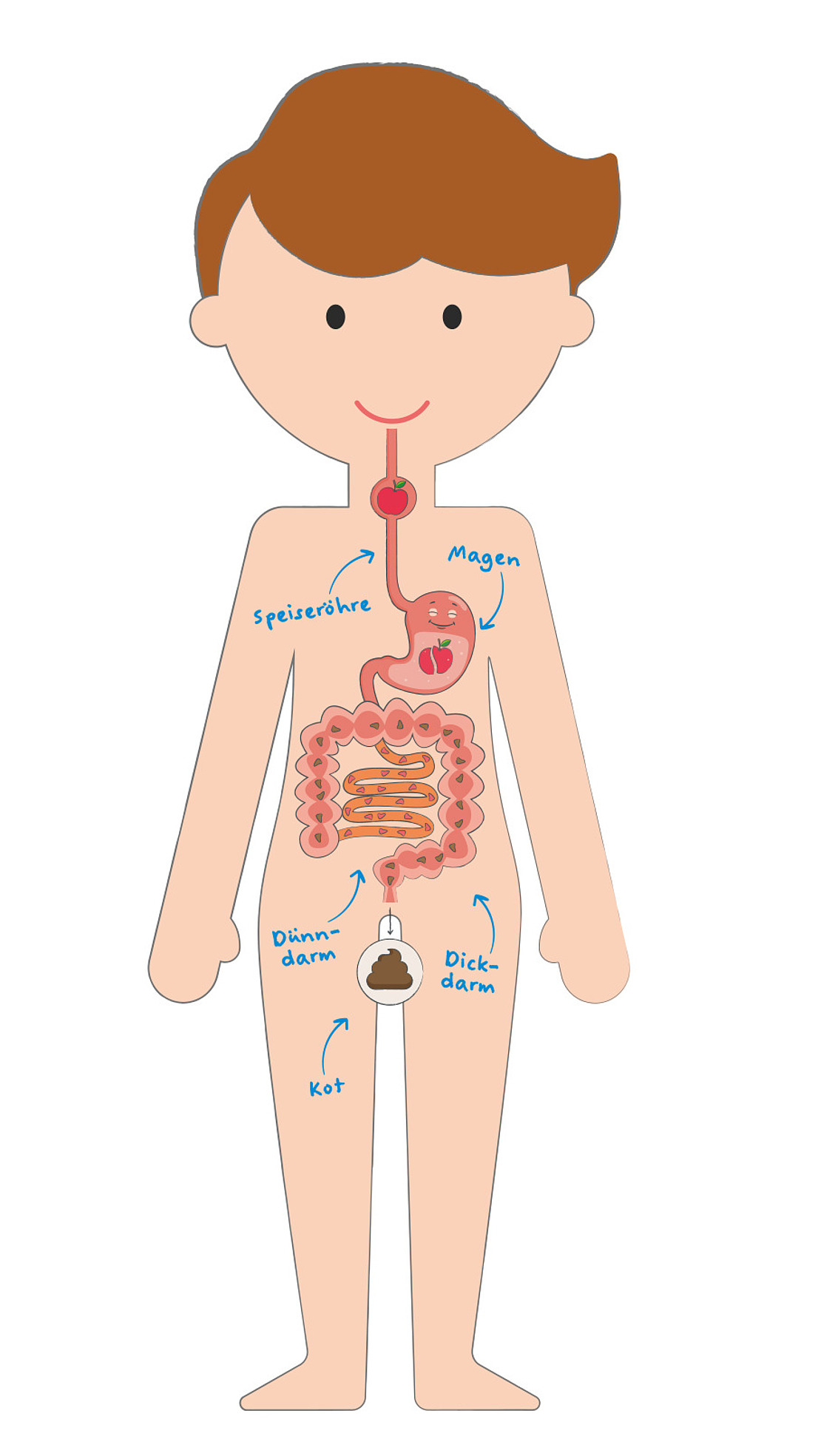 Eine Illustration eines Kindes mit dem Verdauungssystem in deutscher Sprache, die Speiseröhre, Magen, Dünndarm, Dickdarm und Kot zeigt.