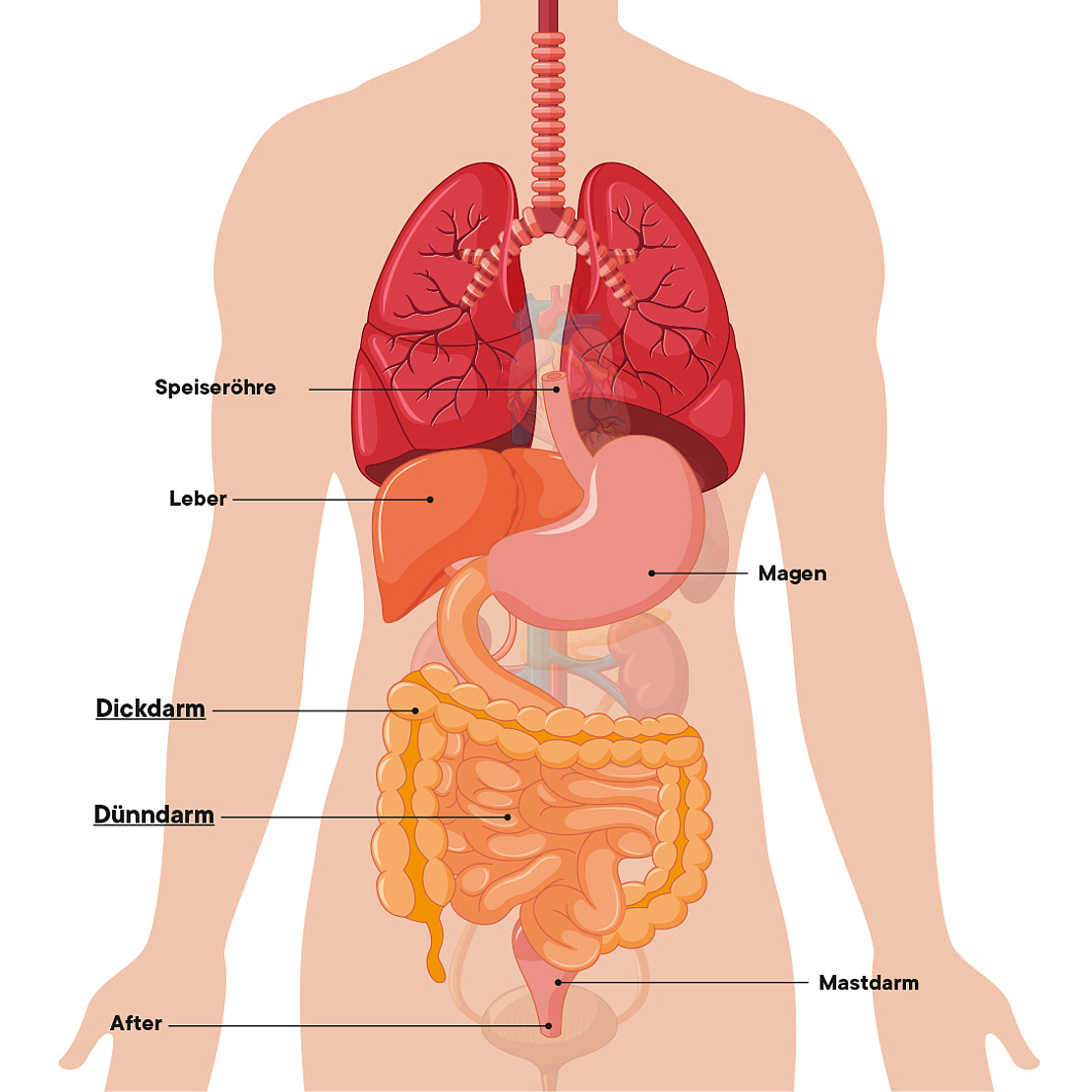 Schema des menschlichen Verdauungssystems mit deutschen Beschriftungen, die Speiseröhre, Leber, Magen, Dickdarm, Dünndarm, Rektum und Anus sowie die Lunge für den anatomischen Zusammenhang zeigen.