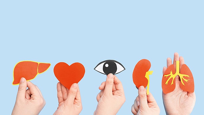 Kleine Modelle verschiedener Organe