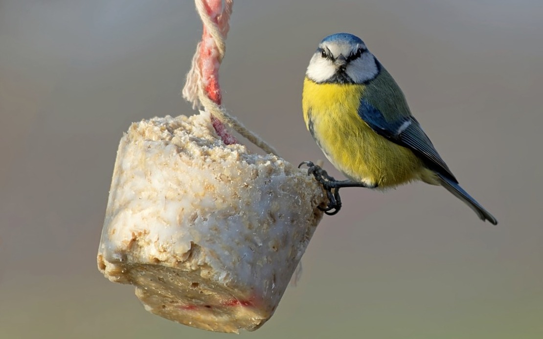 Ein Blaumeisenvogel sitzt auf einem an einer Schnur hängenden Vogelfutterhäuschen mit einem neutralen, unscharfen Hintergrund.