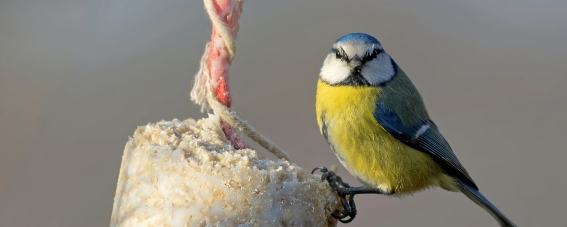 Ein Blaumeisenvogel sitzt auf einem an einer Schnur hängenden Vogelfutterhäuschen mit einem neutralen, unscharfen Hintergrund.