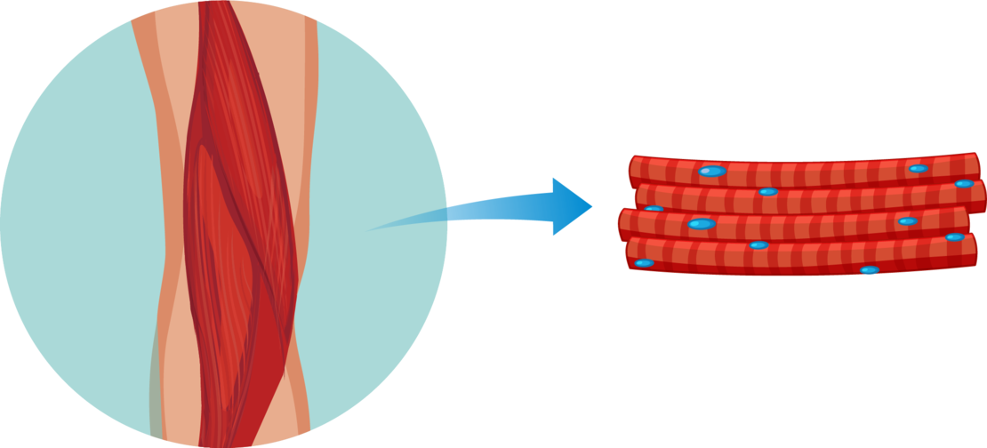 Die Abbildung zeigt eine Nahaufnahme eines Muskels mit einem blauen Pfeil, der auf eine vergrößerte Ansicht roter, gestreifter Muskelfasern mit blauen Punkten, die Zellkerne darstellen, zeigt.