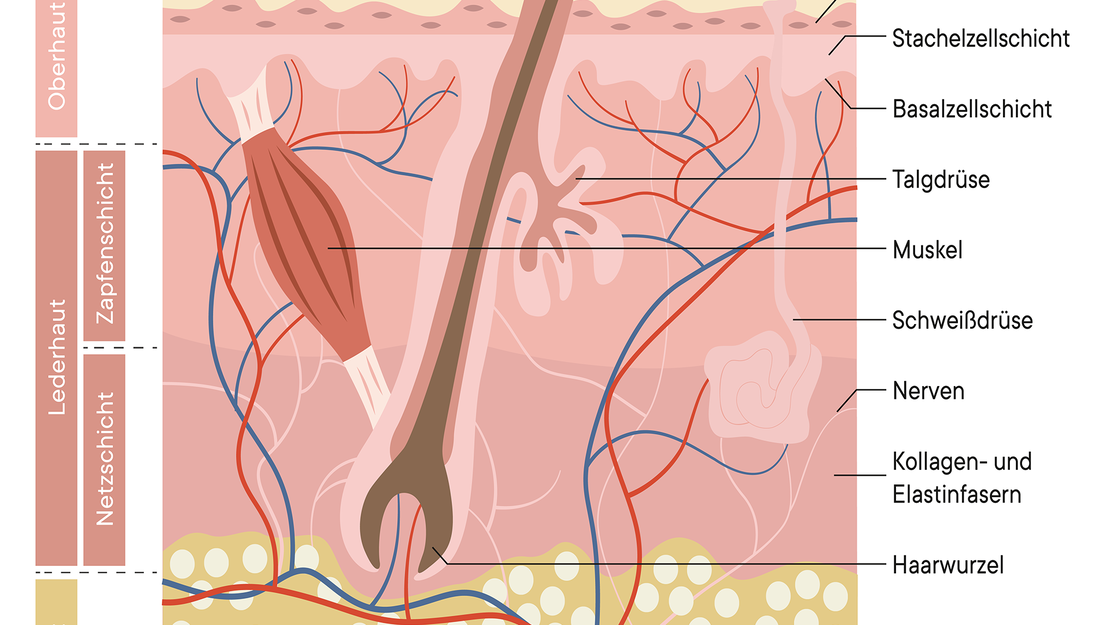 Querschnitt durch die Haut