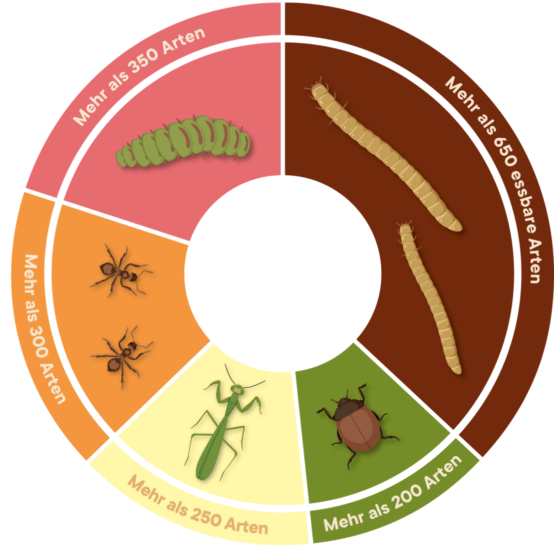 Eine kreisförmige Infografik in deutscher Sprache, die essbare Insektengruppen zeigt: Raupen (350+ Arten), Mehlwürmer (650+), Ameisen (300+), Gottesanbeterinnen (250+) und Käfer (200+), jeweils mit einer Zeichnung illustriert.