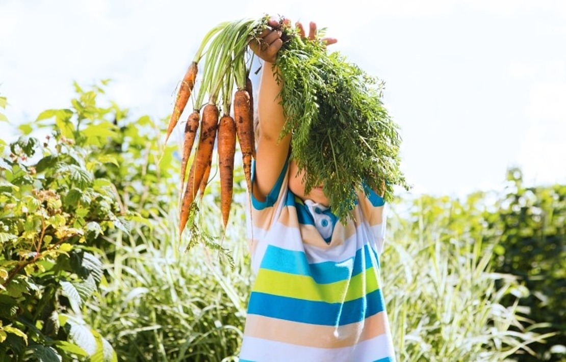 Ein Kind in einem gestreiften Hemd hält ein Bündel frisch gepflückter Karotten mit grünen Spitzen hoch, die an einem sonnigen Tag in einem üppigen Garten stehen.