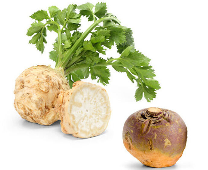 Sellerie und Steckrübe