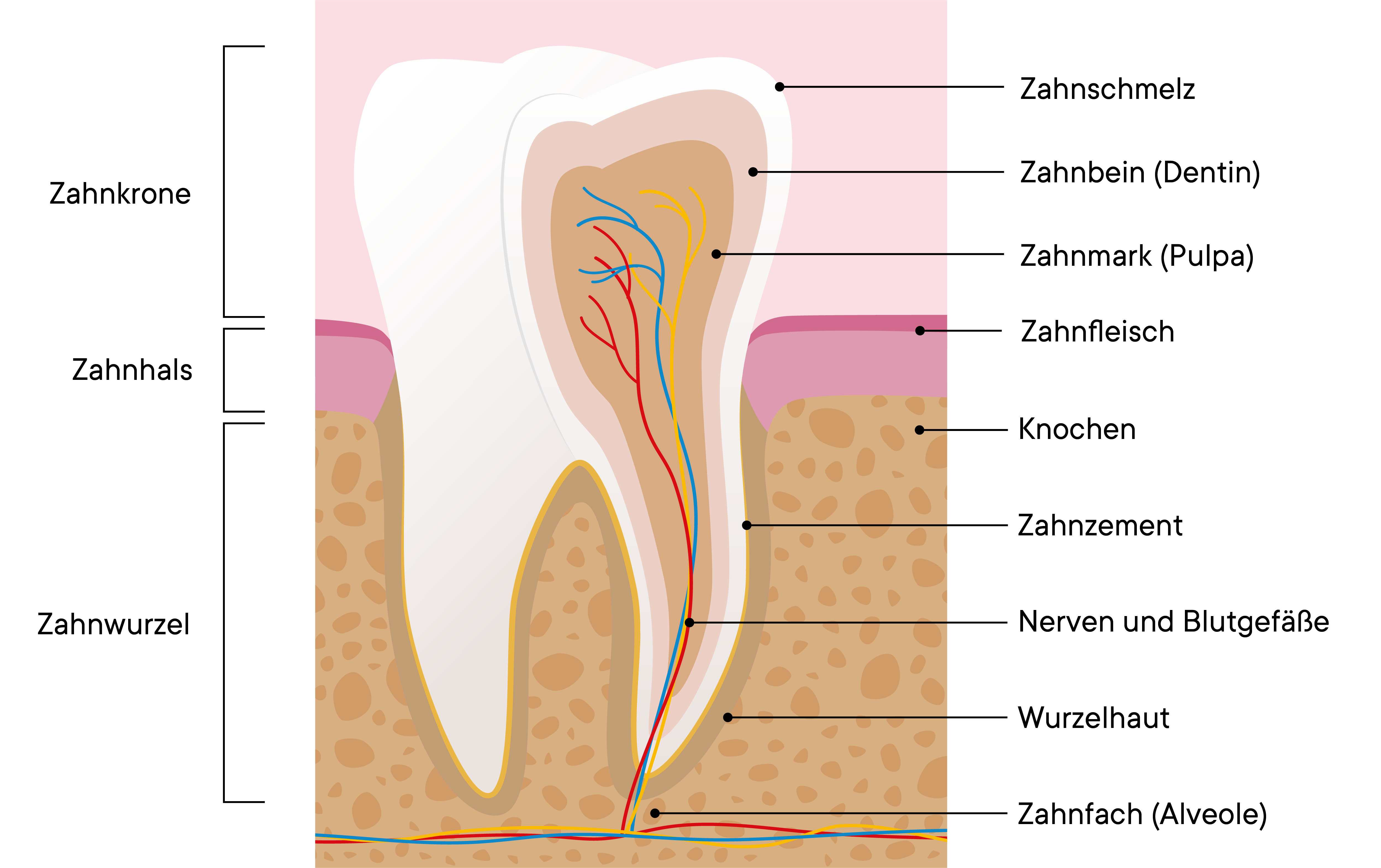 Ein beschriftetes Diagramm eines Zahns im Querschnitt, das die Zahnkrone, den Zahnhals und die Zahnwurzel sowie Strukturen wie Zahnschmelz, Dentin, Pulpa, Zahnfleisch, Knochen, Zement, Nerven, Wurzelhaut und Alveole zeigt, mit deutschen Bezeichnungen.